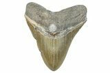 Serrated, Fossil Megalodon Tooth - North Carolina #272396-2